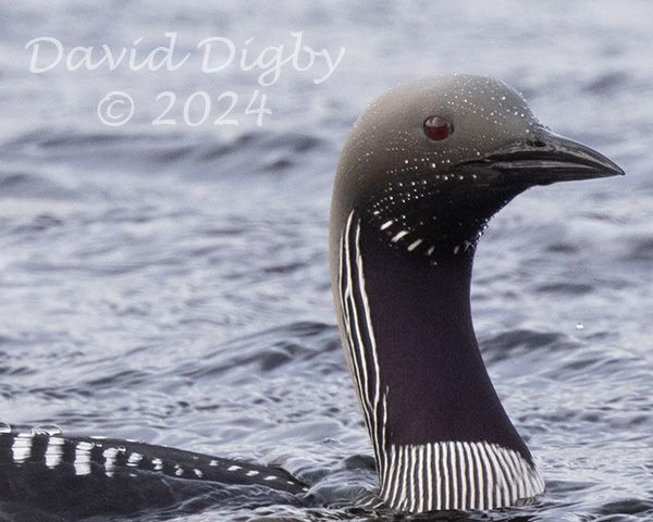 Unedited image of a Black-throated diver, showing less sharpness than the main image.