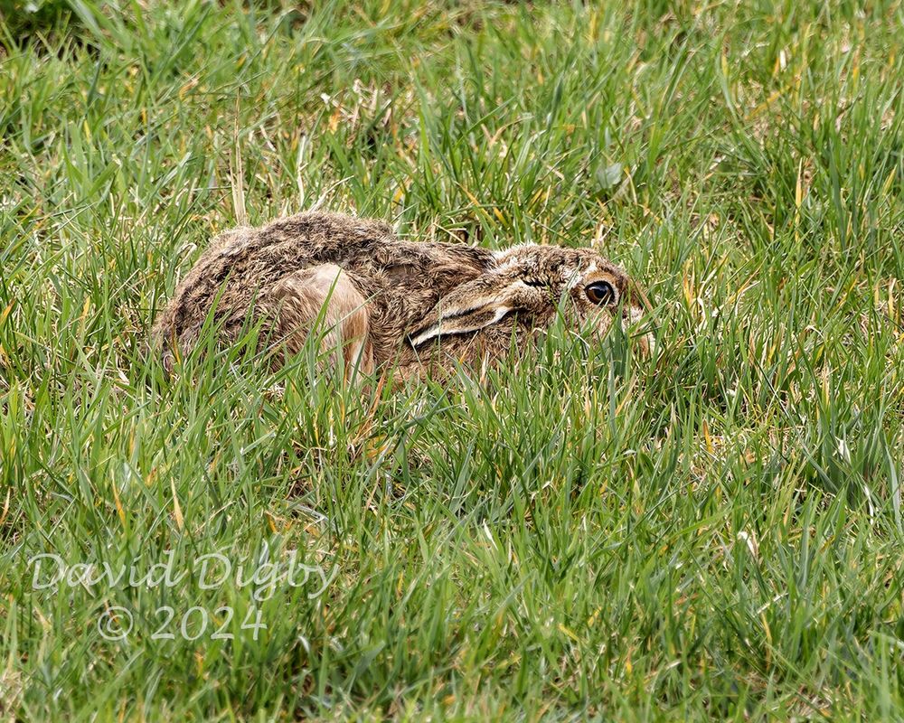 European [Brown] Hare (Lepus europaeus) partially visible in the grass.
Scotland, UK. April 2024.
