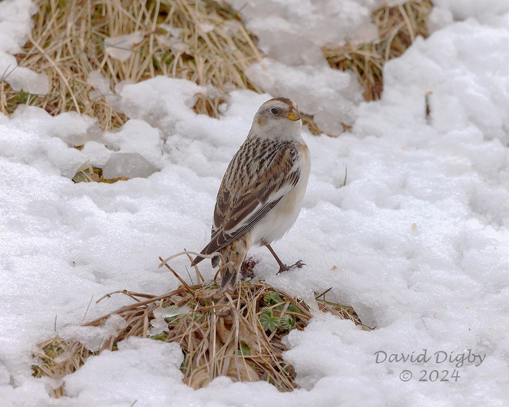 Snow Bunting (Plectrophenax nivalis) in a patch of snow, looking over its shoulder.
Cairn Gorm Base Station, Scotland, UK. April 2024.

