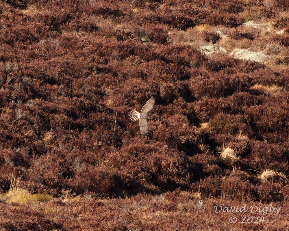 Distant Hen harrier (Circus cyaneus) flying over heather. The white rump and banded tail are visible, but the rest blends with the brown heather.
Scotland, UK. April 2024.