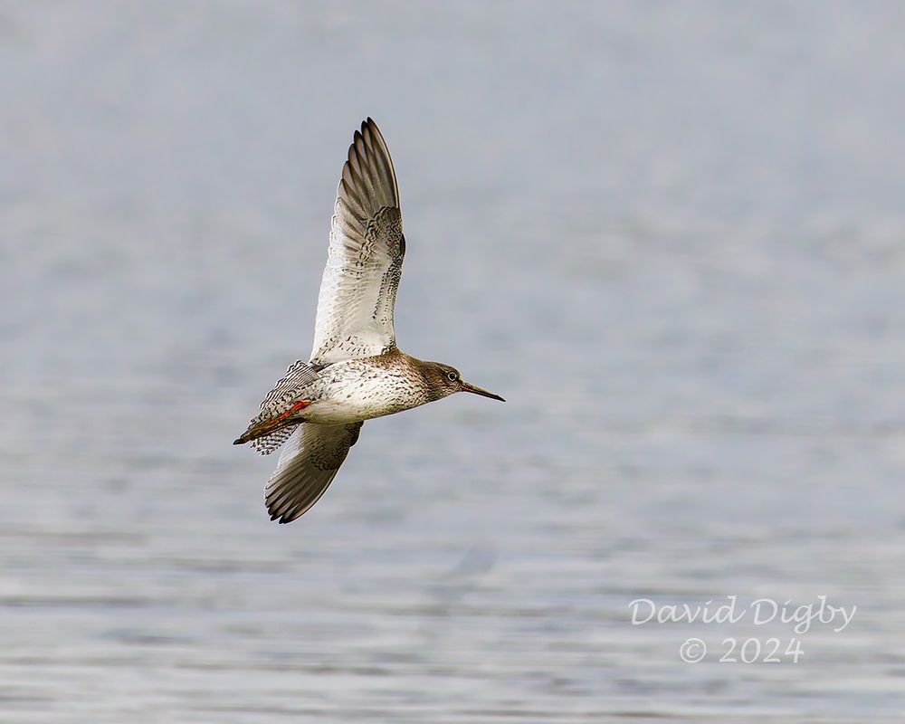 [Common] Redshank (Tringa tetanus) flying by showing its underwing and flared, barred tail.
Iken Cliff, Suffolk, UK. December 2024
