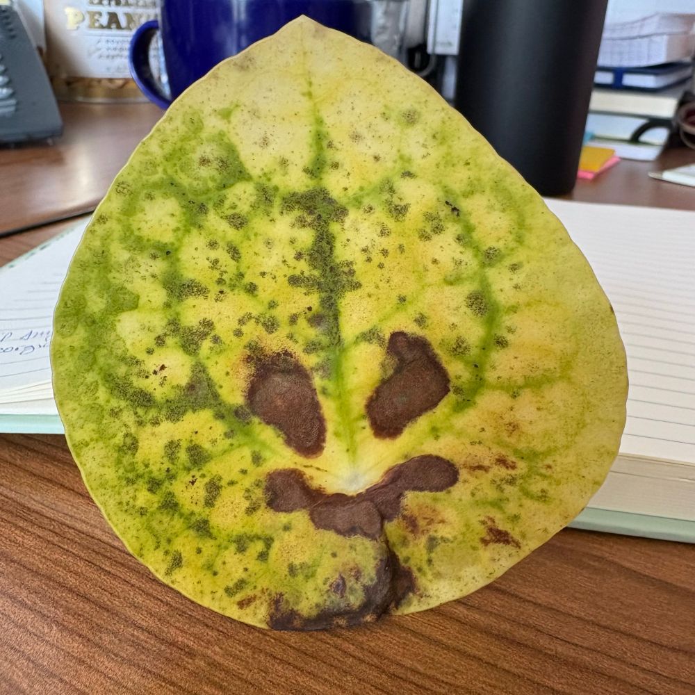 Money plant leaf turning yellow, with brown spots that look like a smiley face