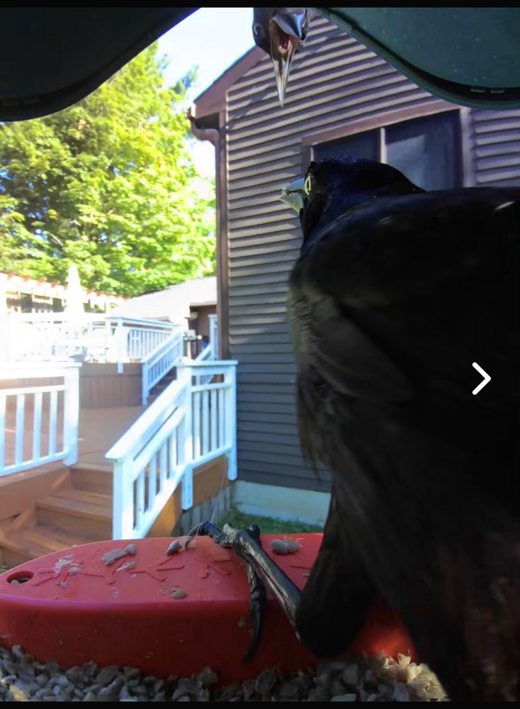 Common grackle teen peers over roof of bird feeder while parent bird looks at it. View from feeder cam. Brown house in background