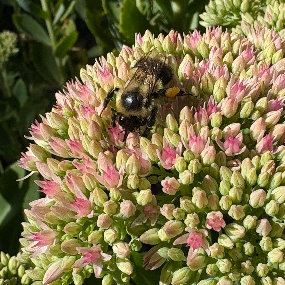 Pink Sedum flowers and a bumblebee collecting pollen on its legs