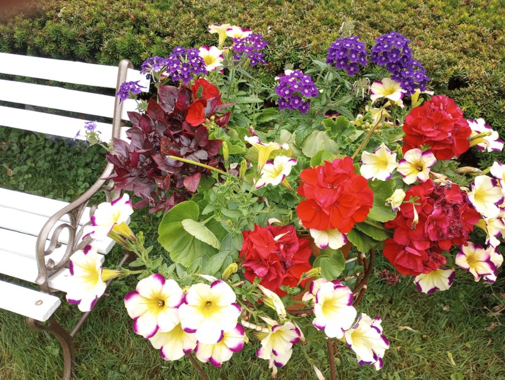 Pot of asked flowers on a stand next to a weight iron bench