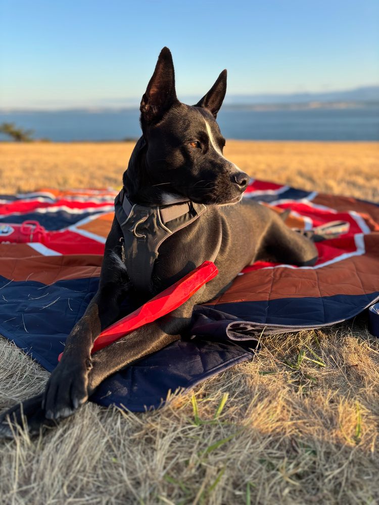 World’s cutest black dog with his paws crossed over his favorite toy looking over a bluff 