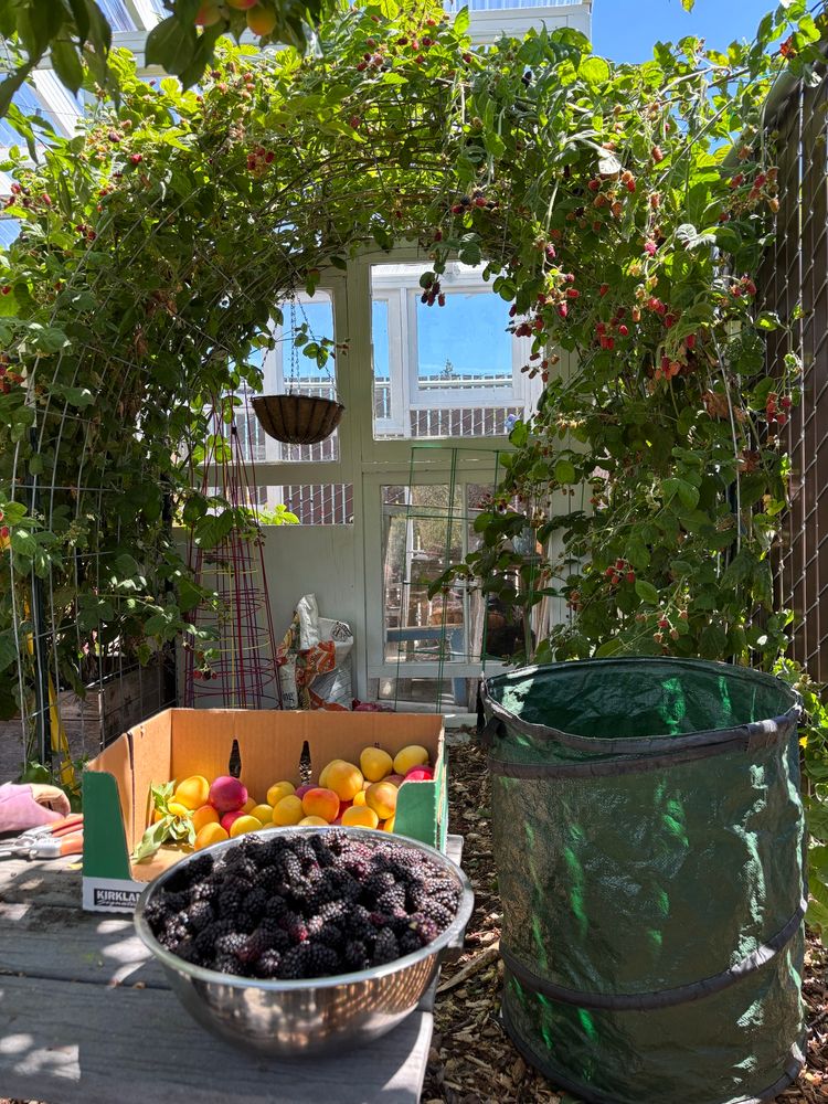 Picture of the boysenberry arbor in my garden with a large bowl of fresh picked boysenberries and box of plums in the foreground 