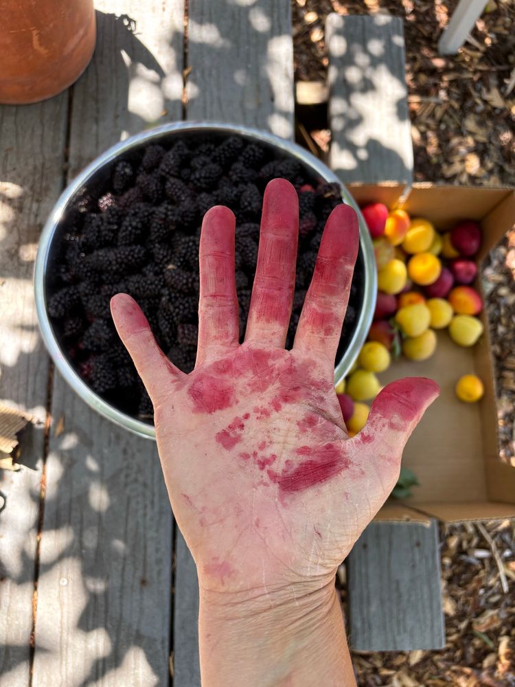My boysenberry stained hand