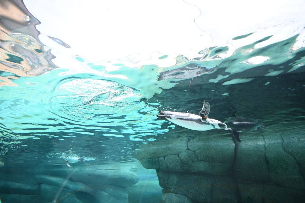 天王寺動物園 フンボルトペンギン