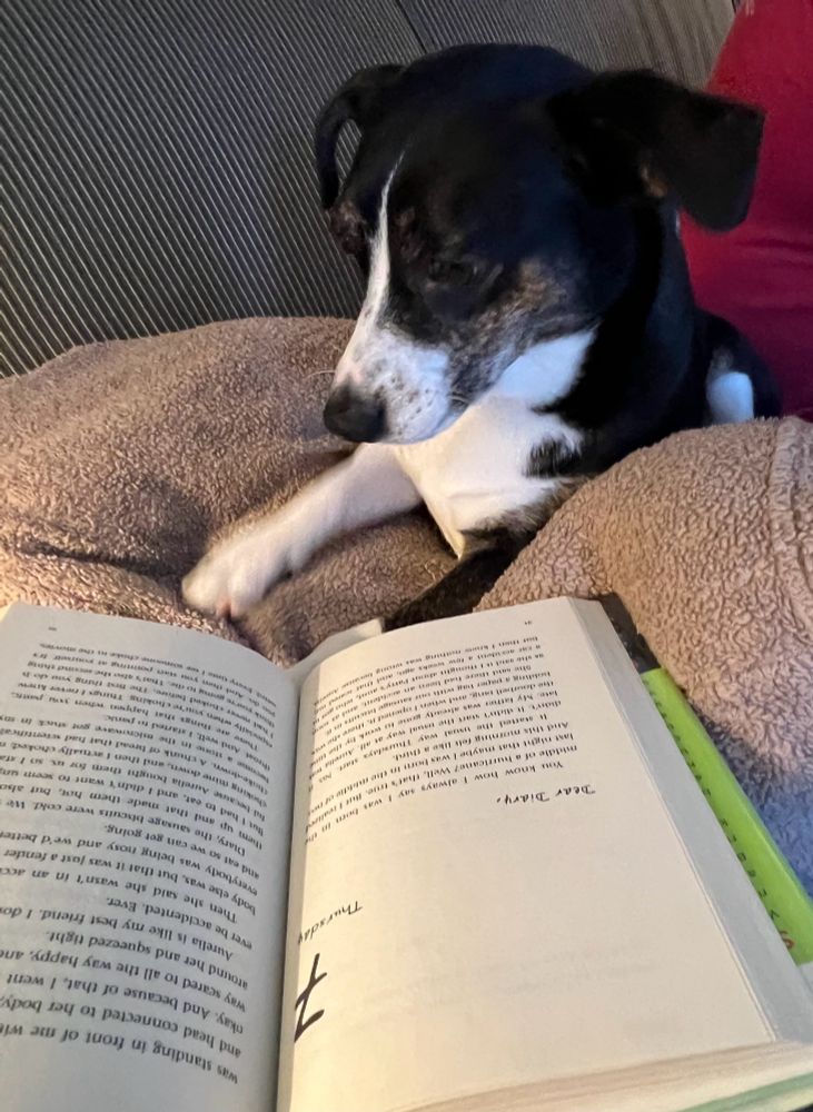 Black and white dog who looks like he is reading the book “Sunny” by Jason Reynolds. 
