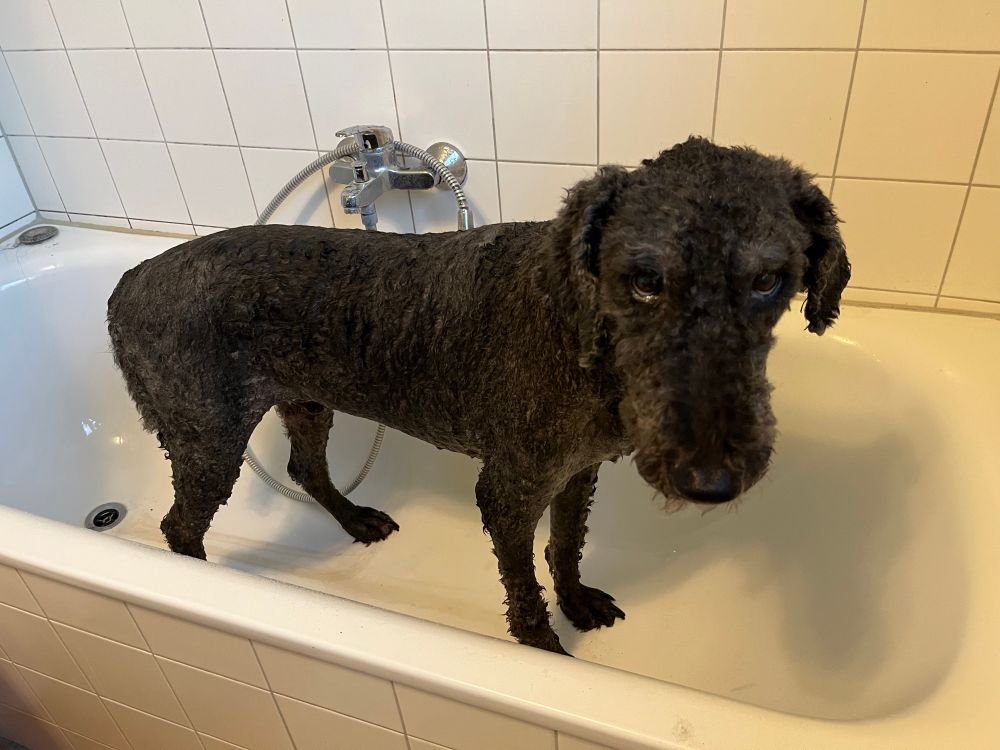 Labradoodle Joker standing all wet in a white bathtub giving the camera the most filthy look.