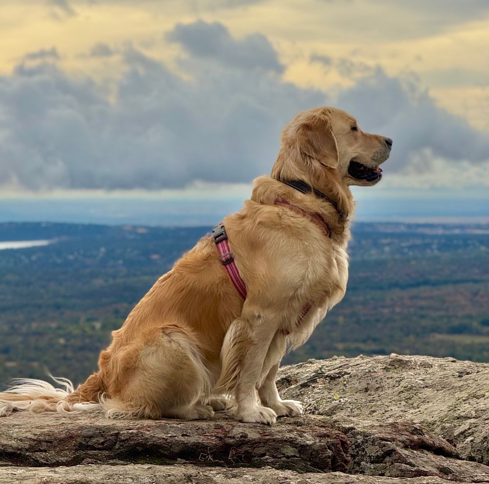 Mi perra Golden, Perry, en el campo.