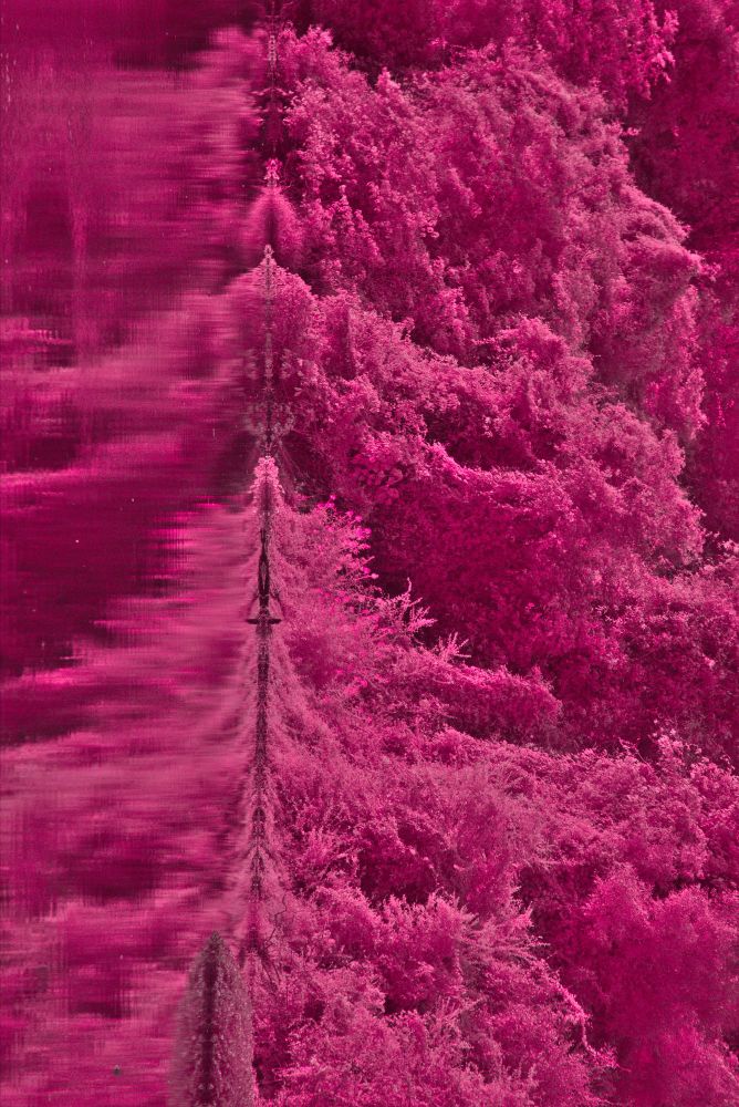An IR photograph of a river and trees in brazil river and trees are pink and look out of this world.