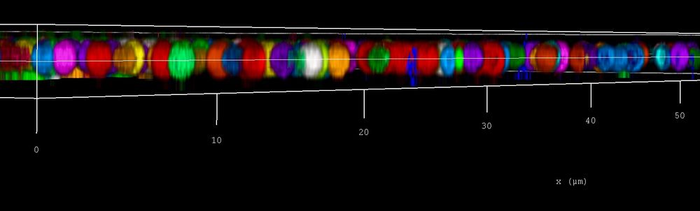 15 colour beads from 405 to 850 nm | side view of the z-stack with a line through the middle showing optimal chromatic correction across the complete spectra. All beads perfectly centered on the focal plane