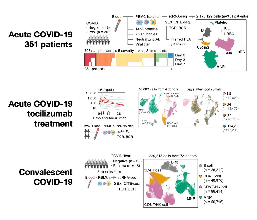 Overview of a research study about COVID-19. The study includes three cohorts: (1) 351 acute COVID-19 patients across 5 severity levels and 3 time points profiled by multiple modalities, (2) 4 acute COVID-19 patients treated with tocilizumab, (3) 73 patients, 43 of whom were previously infected with SARS-CoV-2 3 months ago. The overview shows the general study design and visualizations of the single-cell RNA sequencing data analyzed in this study.
