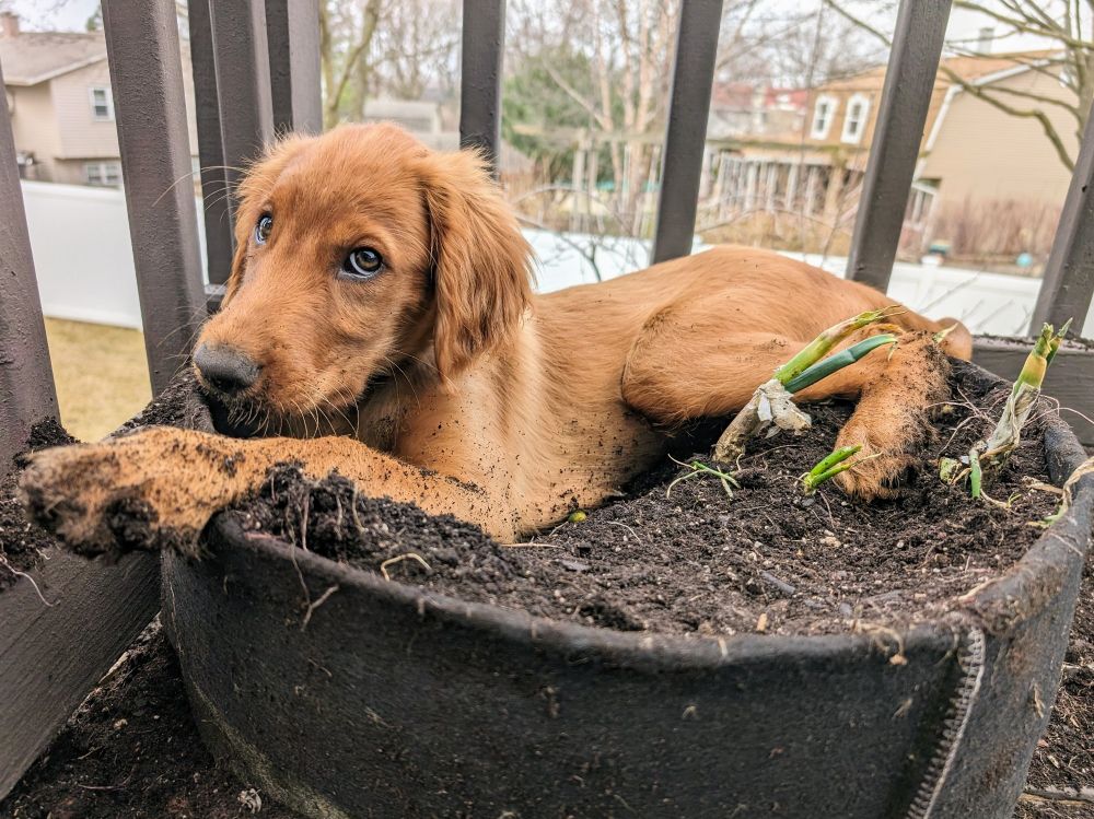 Puppy looking both guilty and innocent at the same time from the chaos he has caused in the garden.