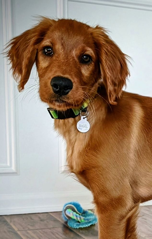 A cute puppy with a name tag that says, "Bagel".