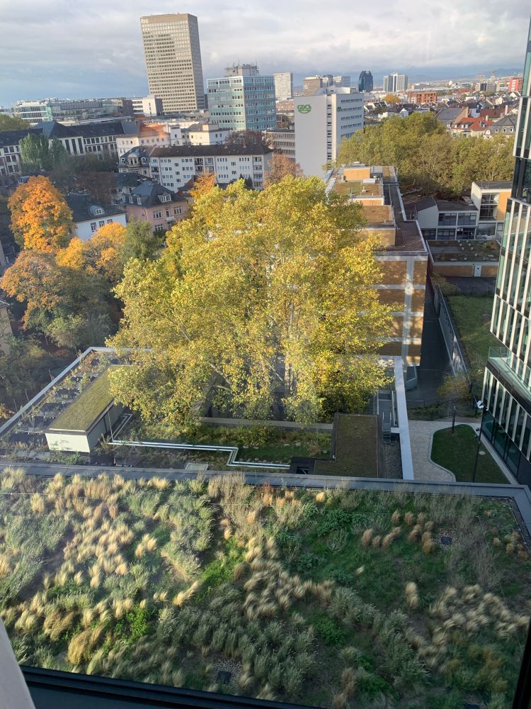 Frankfurt in October with green roofs