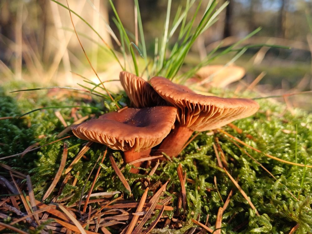 3 sun-kissed dark brown mushrooms in a forest