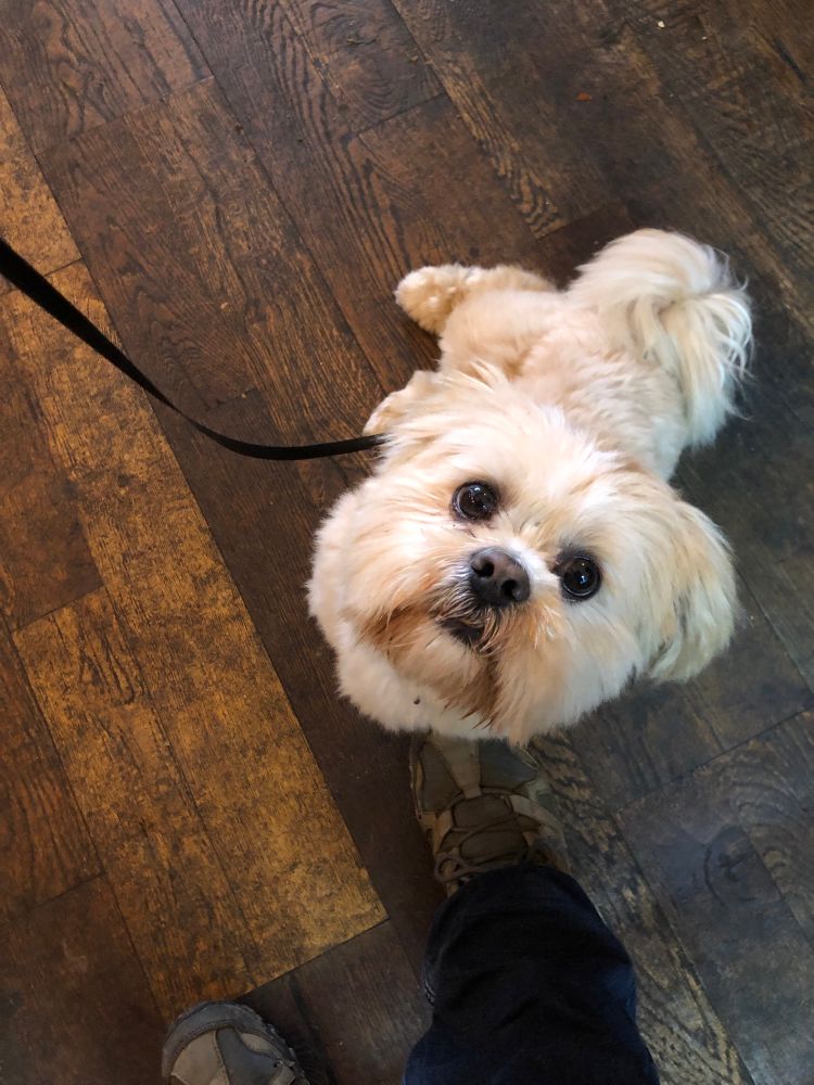 A picture of a sand-coloured Lhasa Apso looking up at the camera. He is sitting on brown floorboards in a coffee shop. 