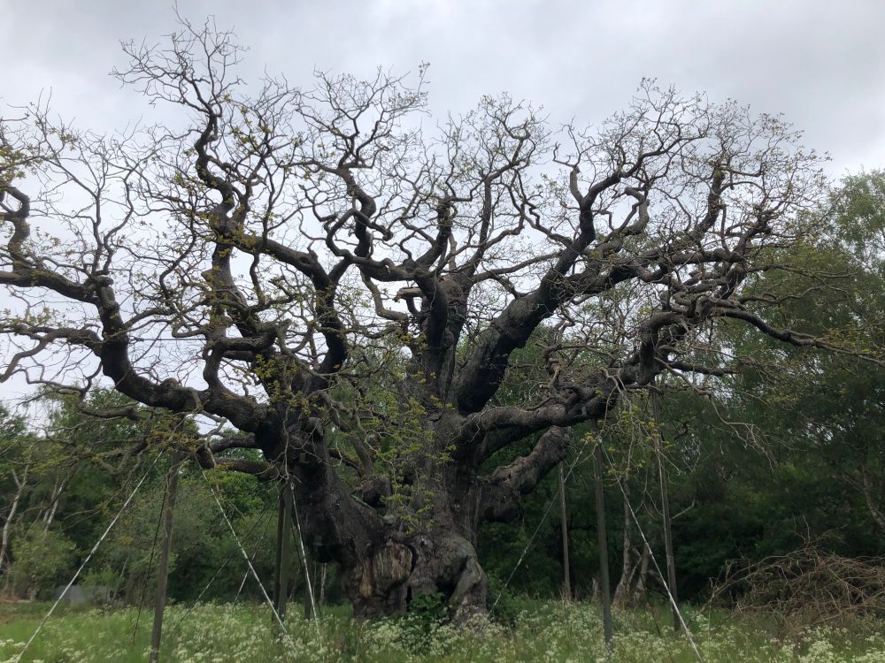 The Major Oak in Sherwood Forest, one of the oldest trees in the UK. It had a huge circumference and is held up by props given its size. 