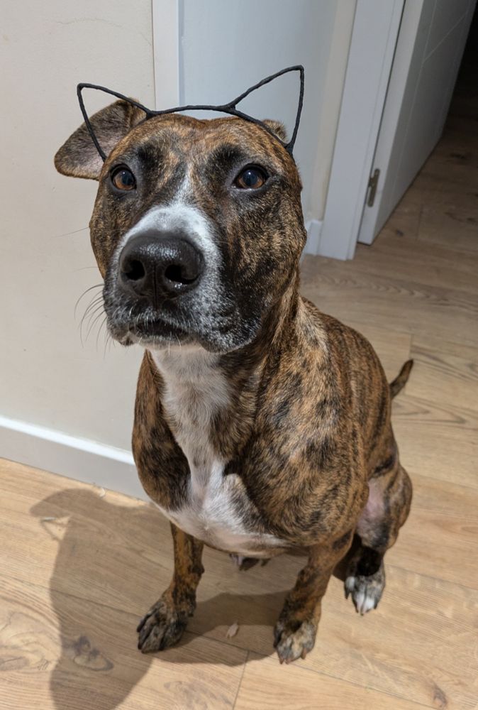 Perra marrón atigrada mezcla de pitbull con una diadema con orejitas de gato sentada en el suelo y mirando a la camara.