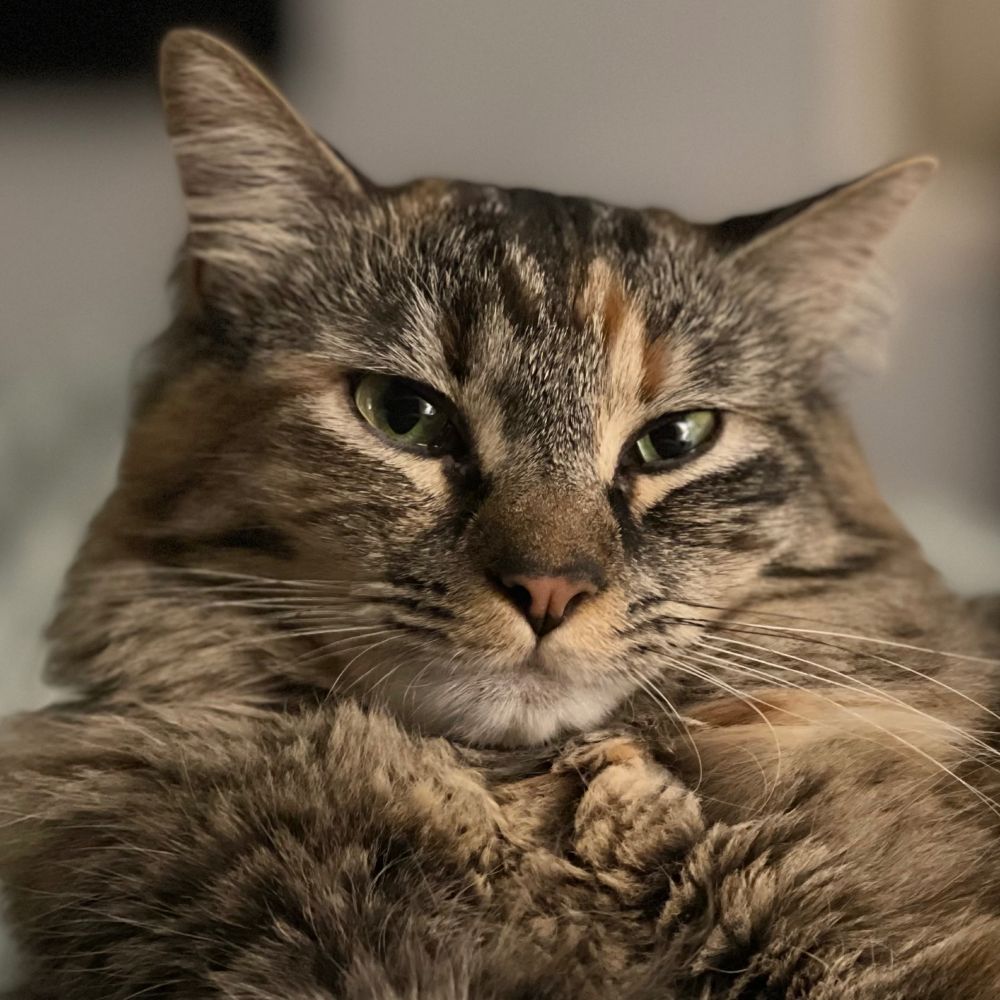 Close-up of a beautiful tortoise-shell long hair cat named Hazel staring lovingly at the camera.