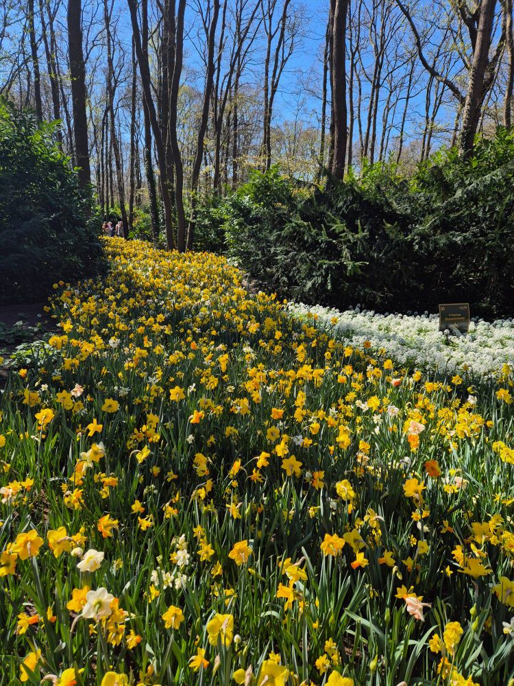 A field of daffodils