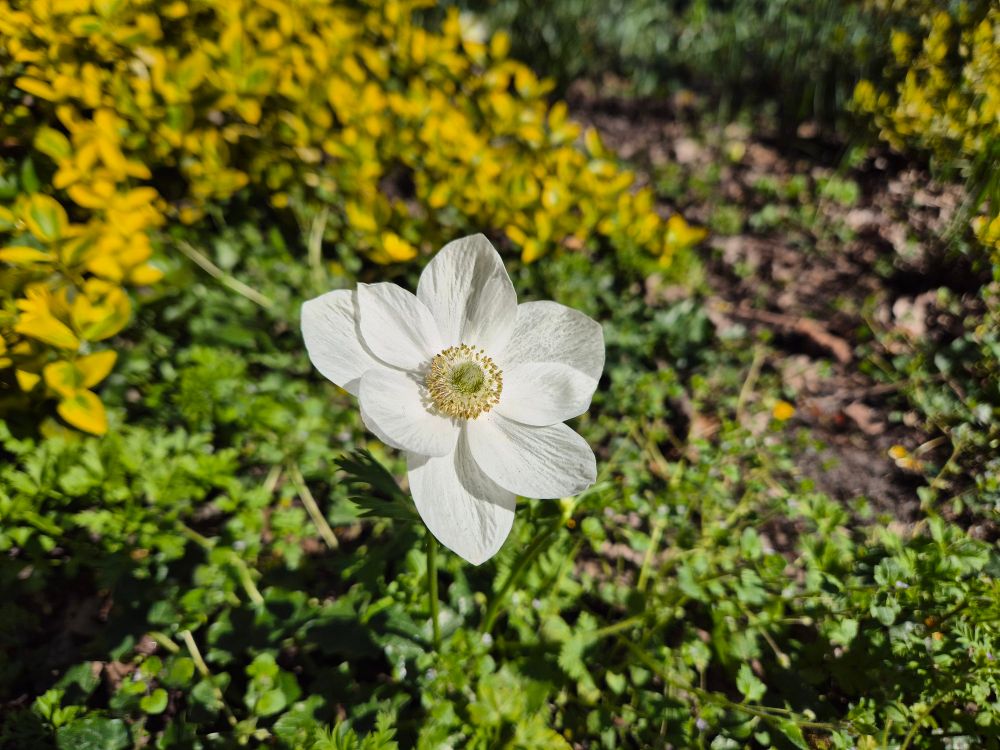 An anemone. Too big for wood anemone but similar pale colouring. 