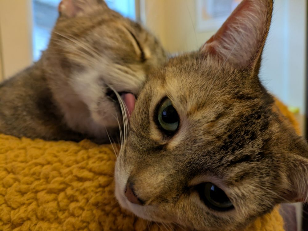 2 tortoiseshell tabbies in a blanket lined box. One stares out, resigned, as the other licks her.