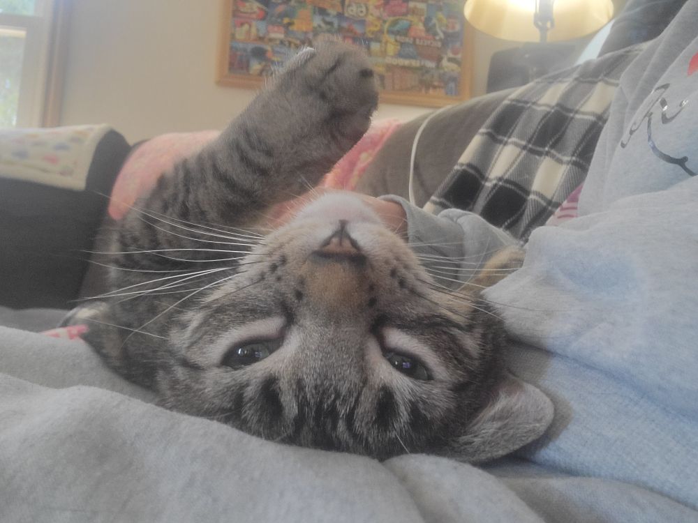 Keke the mackerel tabby lying on mommas lap.