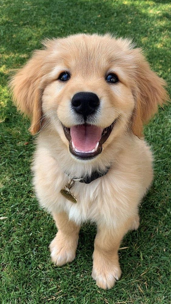 Filhotinho de Golden sentado na grama com uma coleirinha preta. 
