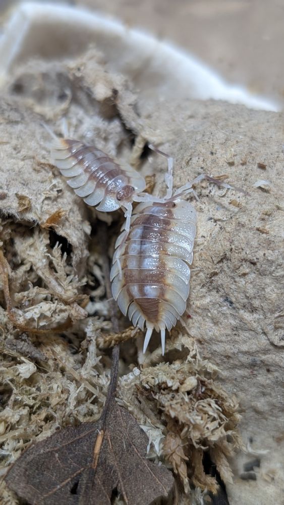 A close up picture of two isopods, Porcellio expansus 'autumnal equinox'