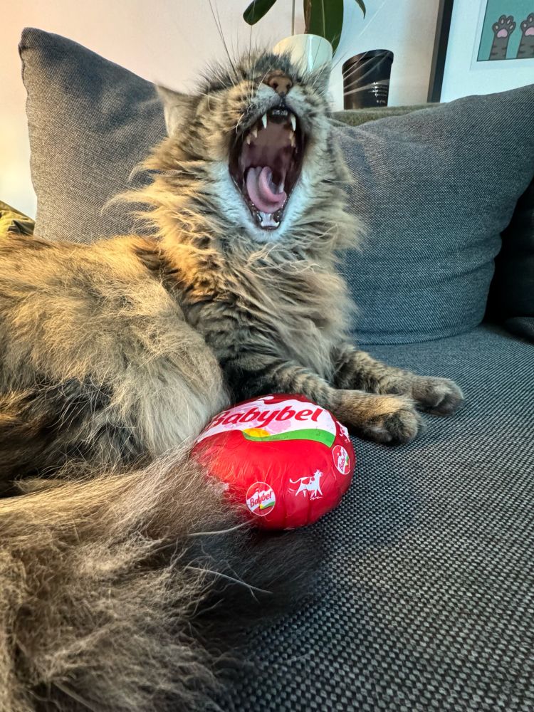 Photo of a fluffy cat screaming at a giant Babybel cheese.