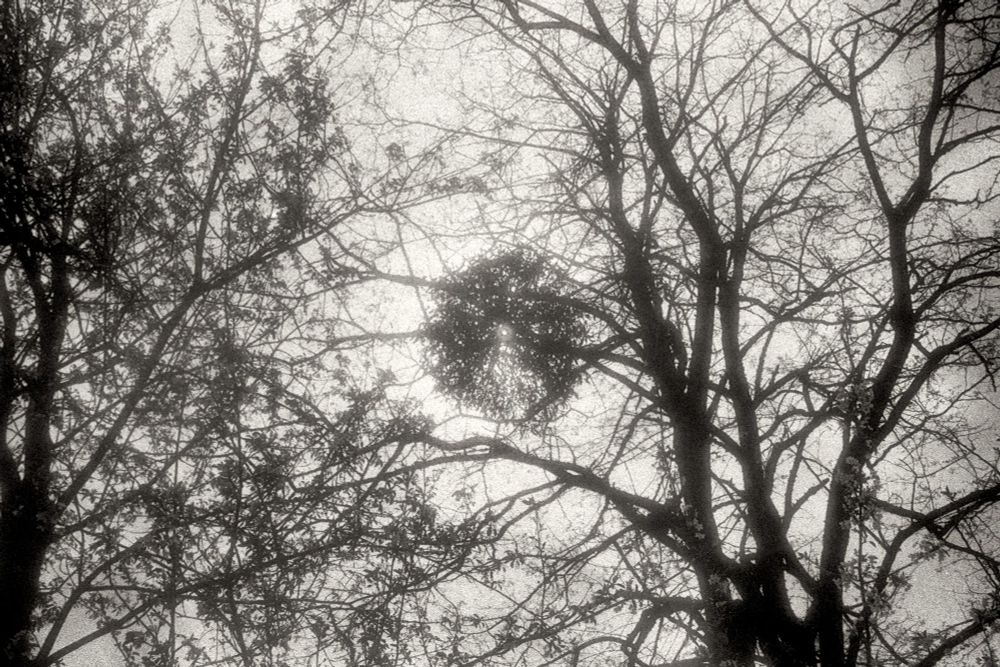 Photographie sur film, en noir et blanc, d'une boule de guy en haut d'un arbre, à contre-jour.