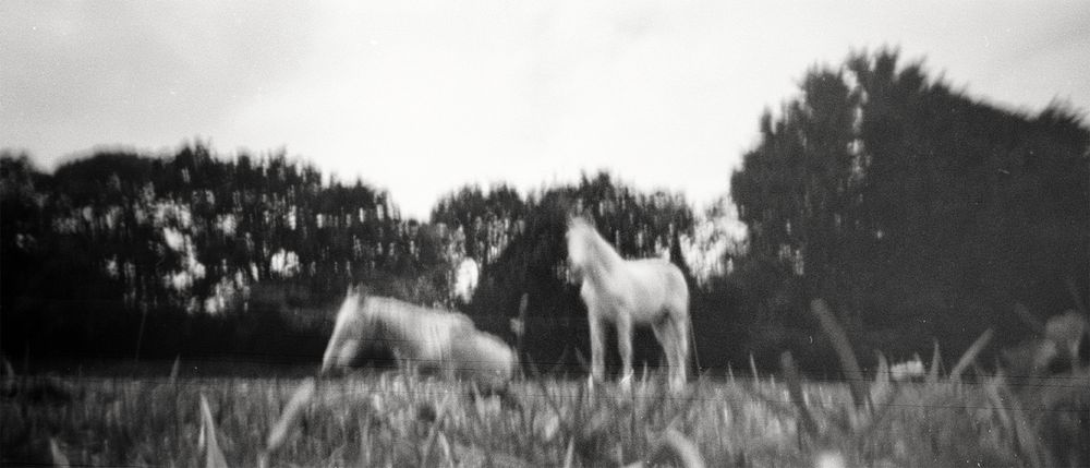 Photographie en noir et blanc, format panoramique, réalisée à l'aide d'un sténopé et d'un film périmé: 2 vieux chevaux dans un pré.