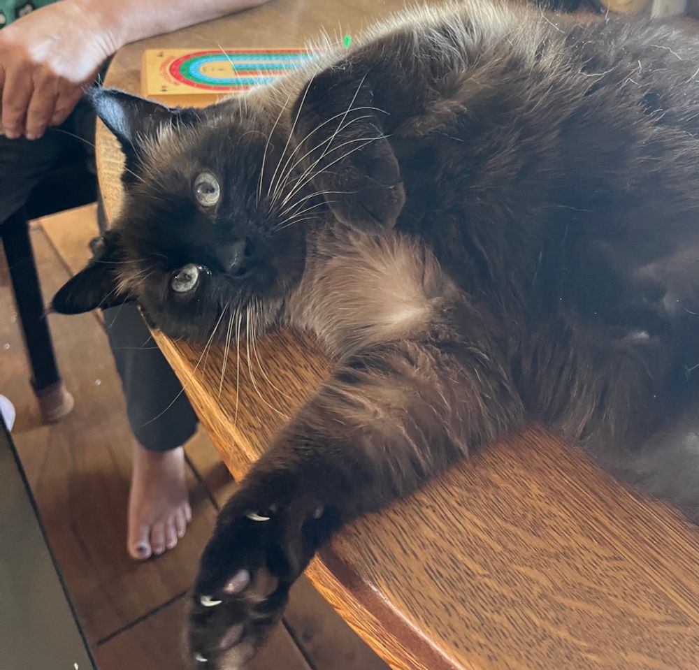 A Siamese cat (the Emergency Backup Cat), lying on a table in front of a cribbage board. Claws on right paw extended. Somebody’s mother in the background because I’m too old to know how to crop things out. 