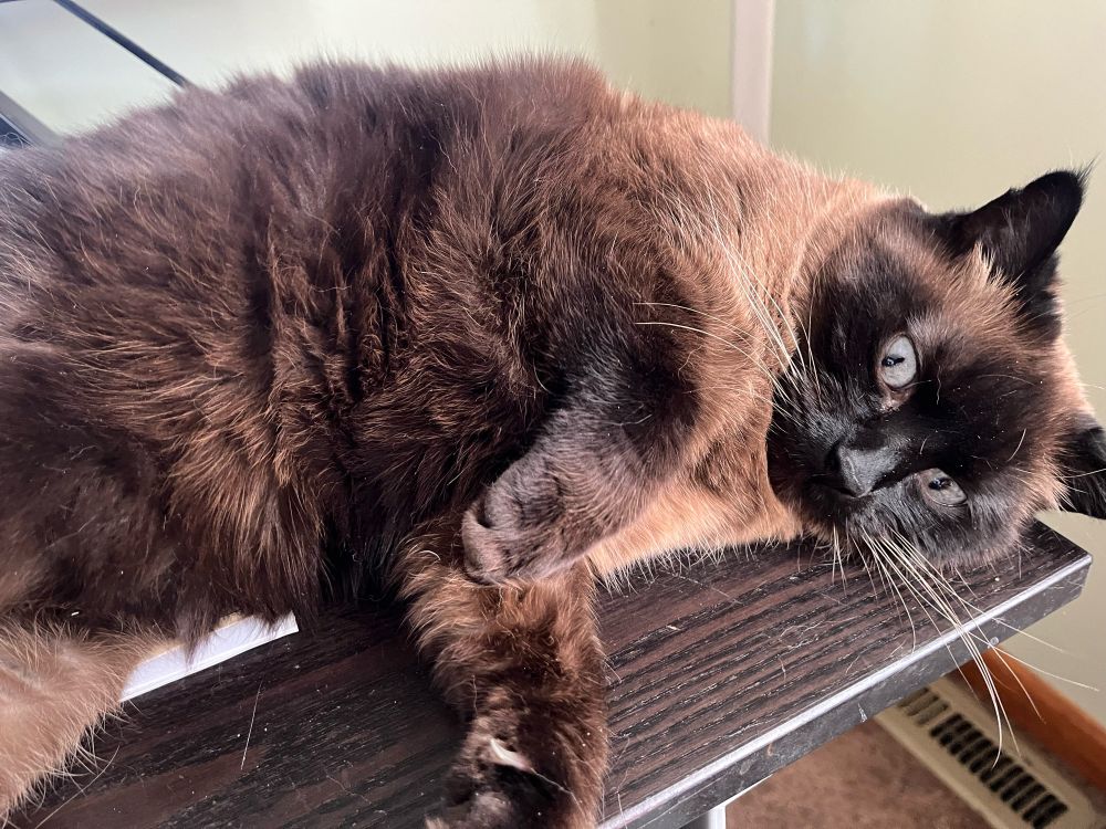 Siamese cat. Lying on a computer desk and looking disheveled. It does not appear safe to try to pet her. (This is the Emergency Backup Cat)