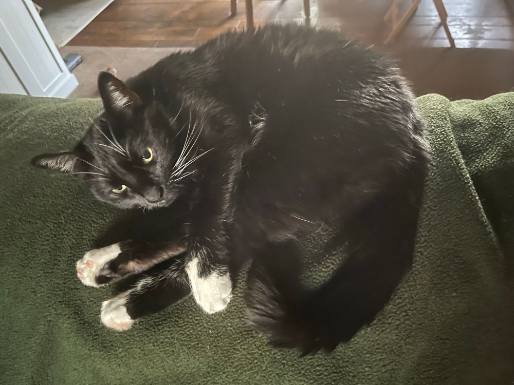Black and white tuxedo cat. Lying on a green throw on the back of the couch. Partially slid down the front of the couch in a way that shouldn’t be possible. 