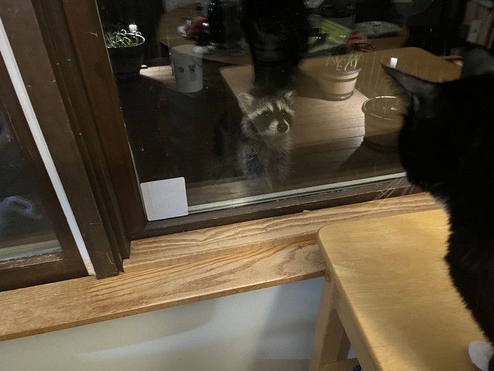Raccoon on the back porch, right next to the window. Tuxedo cat on a rolling wooden cart facing off against the raccoon. 