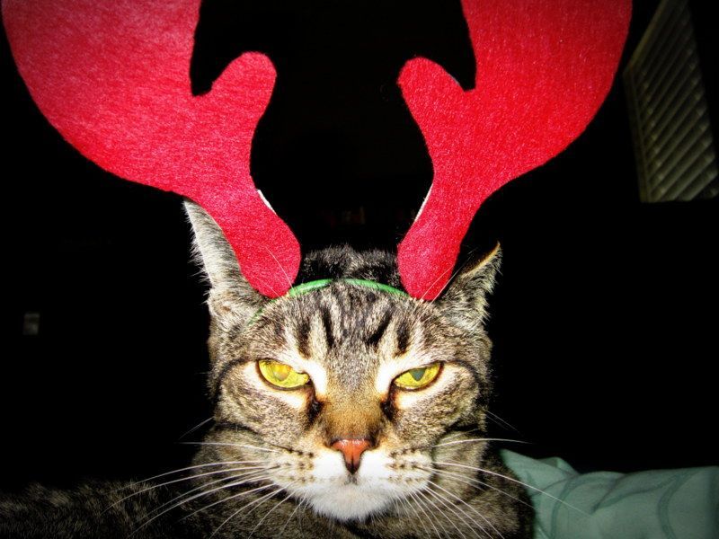 Annoyed looking tabby cat wearing red cardboard antlers.