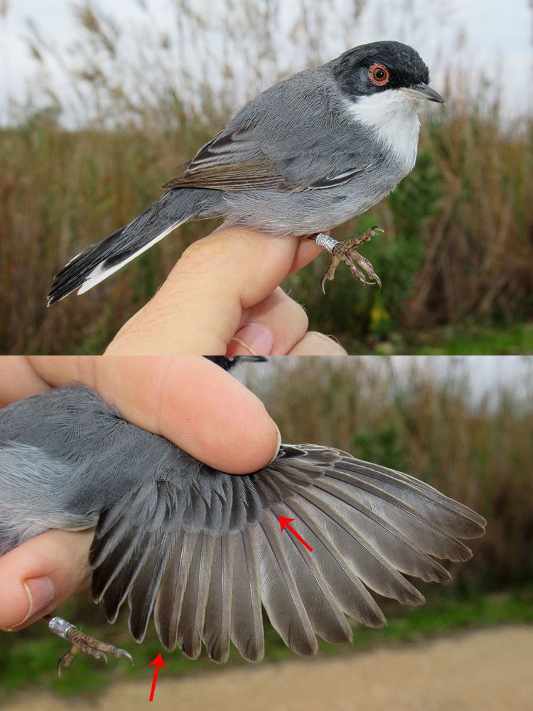 Macho de curruca cabecinegra (Curruca melanocephala) de primer año, con dos generaciones de plumas: las más desgastadas son los remanentes de su primer emplumado; el resto, lo que mudó a lo largo del verano y le dio su aspecto ya diferenciado de adulto. Sueca (València), 24 de noviembre de 2024.