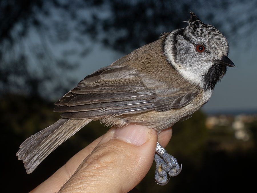 Crested tit/Herrerillo capuchino (Lophophanes cristatus), Cullera, November 19th 2024.
