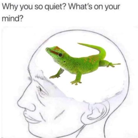 "Why you so quiet? What's on your mind?" Man with gecko in head 🦎