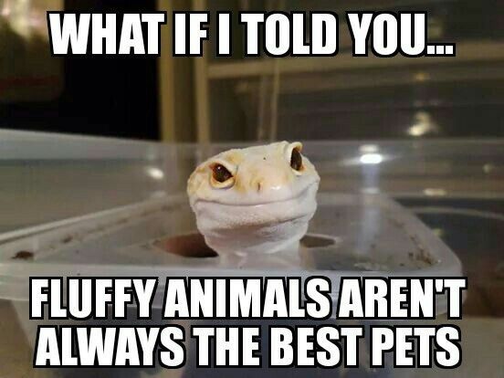 Leopard gecko with text that reads, "What if I told you... fluffy animals aren't always the best pets"