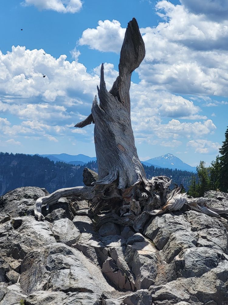 A twisted grey tree stump on the edge of the rim of Crater Lake. Trees and mountains are visible in the distance. The sky is partially cloudy with birds flying in the distance.