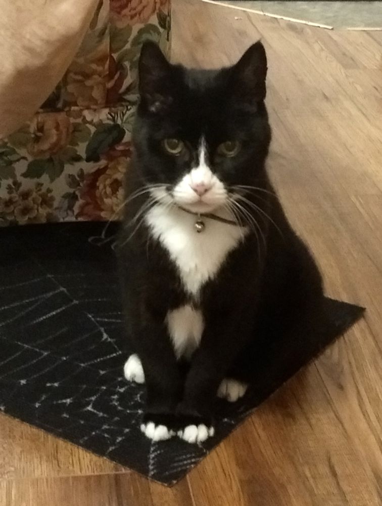 A tuxedo cat with a bell on her collar sits on a black mat featuring a spider web.