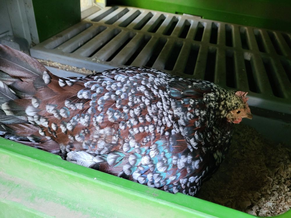 Peggy, a retired Speckled Sussex hen, feeling broody and sitting on the other hens' eggs. She has beautiful reddish-brown feathers mottled with black, white, and iridescent green patches.  