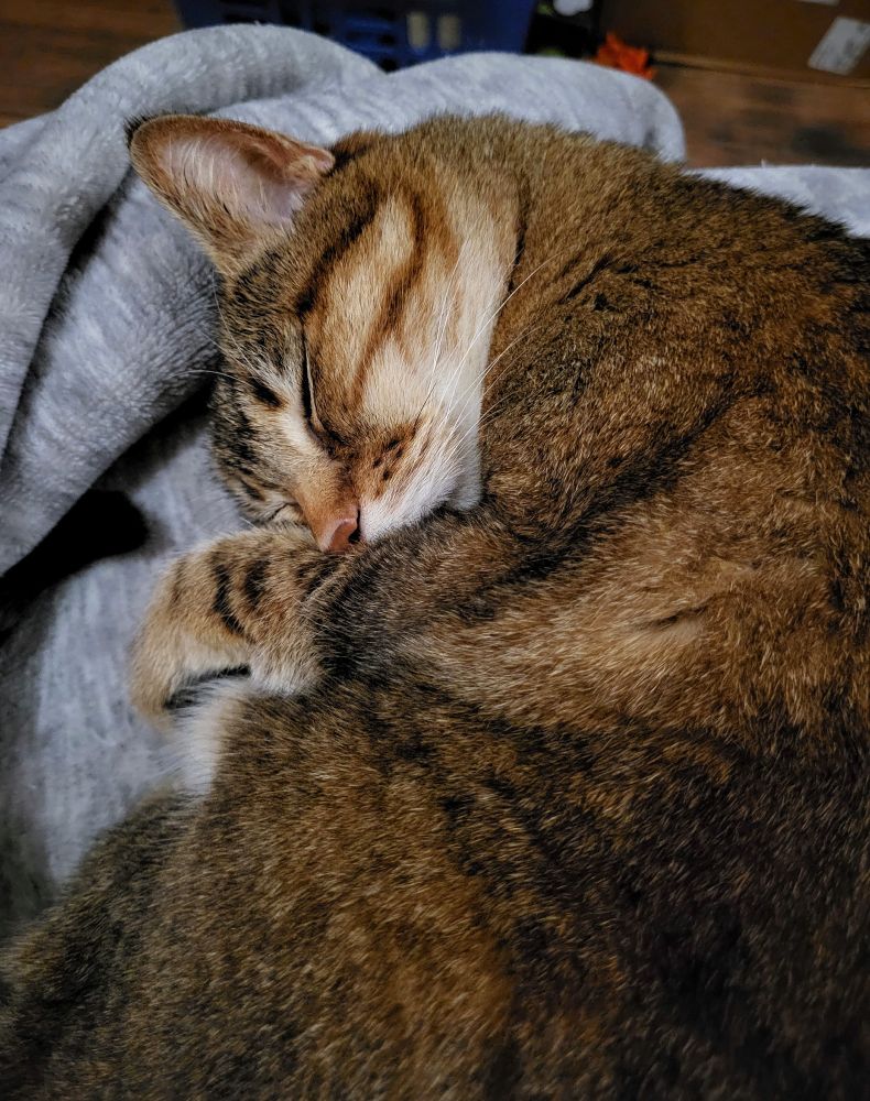 Golden brown tabby cat Ella is curled up on a blanket on my lap, napping contentedly.