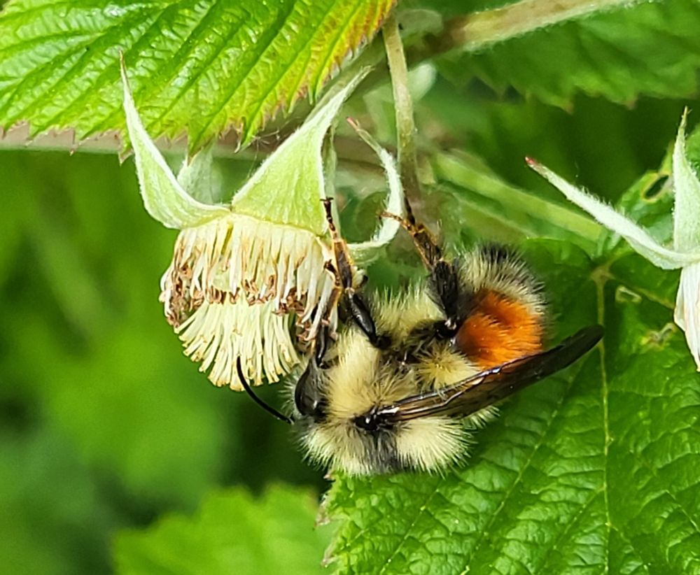 A bumblebee having a drink from a raspberry blossom. 